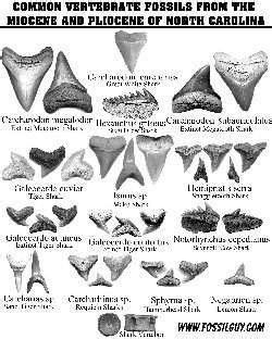 Must contain at least 4 different symbols; .PDF FOssil identification sheet of common Miocene and ...