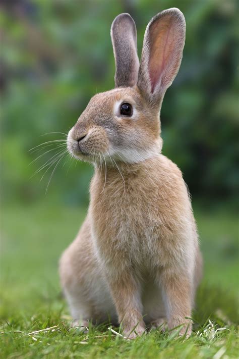 Raising Rabbits For Profit Grit Фотографии животных Самые милые