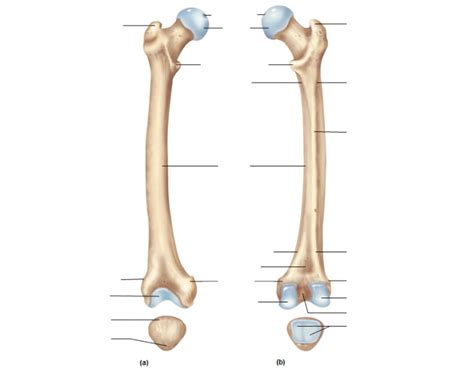 Appendicular Skeleton: Femur Quiz