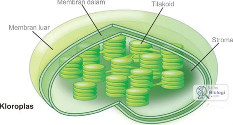 Kloroplas Salah Satu Organel Sel Biologi Sistem Reproduksi