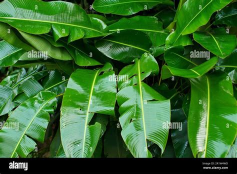 African Jungle Plants Lush Green Leaves Wet From Rain Closeup Detail