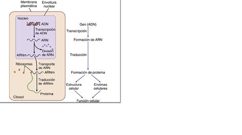 Control Genético De La Sintesis Proteica Las Funciones De La Celula Y