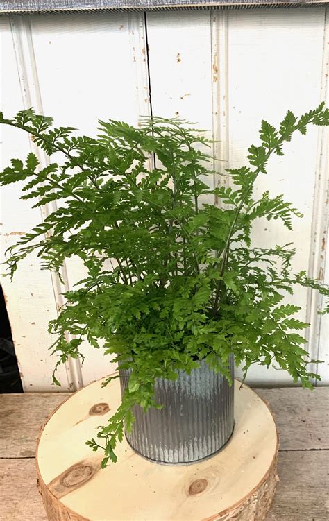 Mother Fern Plant In Wakefield Ma The Sweetbay Shop