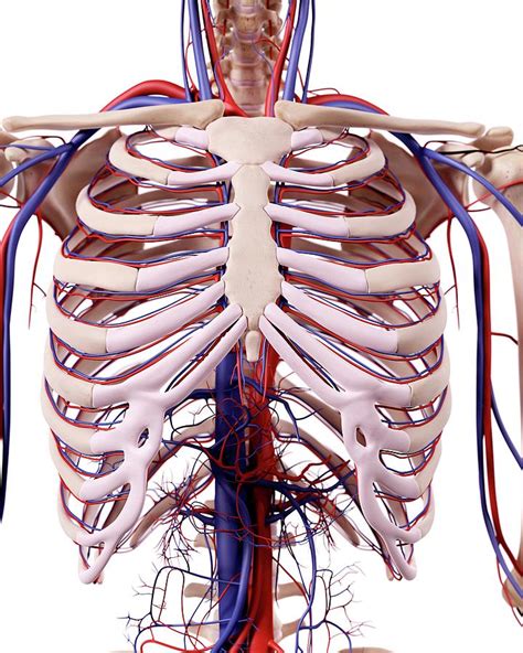 Skeleton Of The Thorax Human Anatomy Art Anatomy Art Human Skeleton My XXX Hot Girl
