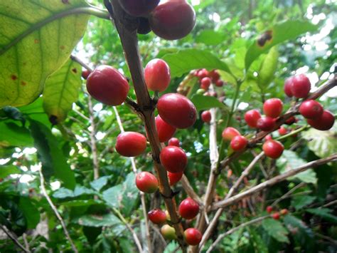 The Arabian Coffee Plant Botany Its Seeds And Health El Cafeto