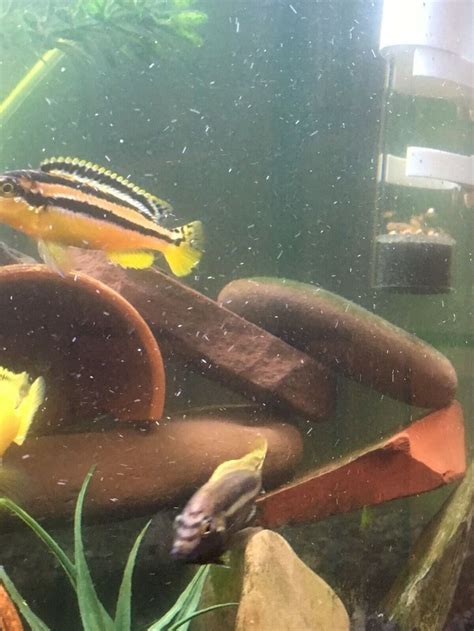 Breeding african cichlids can be very easy. African Cichlid Breeding Pair - Auratus Cichlid Male ...