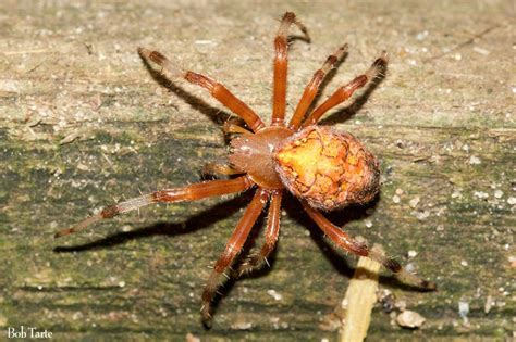 Happy Halloween This Marbled Orb Weaver Spider Araneus Marmoreus Was