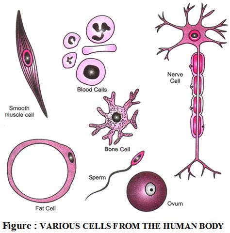 In terms of 'design principles' for a size control system, the most fundamental question is it is not just a question of setting a specified diameter in the first place, which is a fundamental and unanswered question, but maintaining that. Structural Variations in Cells - A Plus Topper