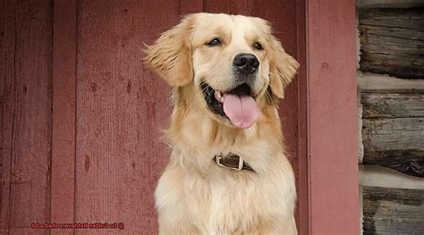 Do Golden Retrievers Shed A Lot Unleash The Best In Your Retriever