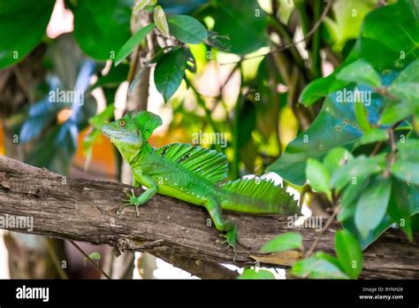 Fauna De Costa Ricas Fotograf As E Im Genes De Alta Resoluci N Alamy