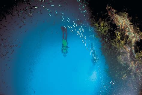 Bay Of Islands Scuba Diving Charters New Zealand