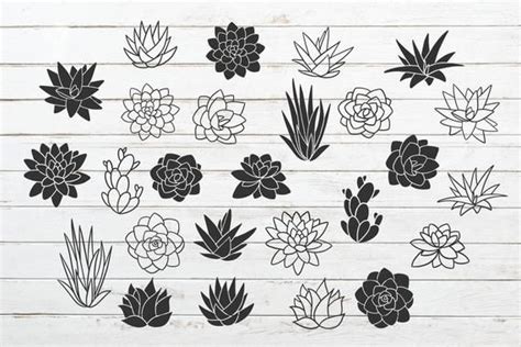 Various Succulents Are Shown On A White Wooden Surface With Black Ink