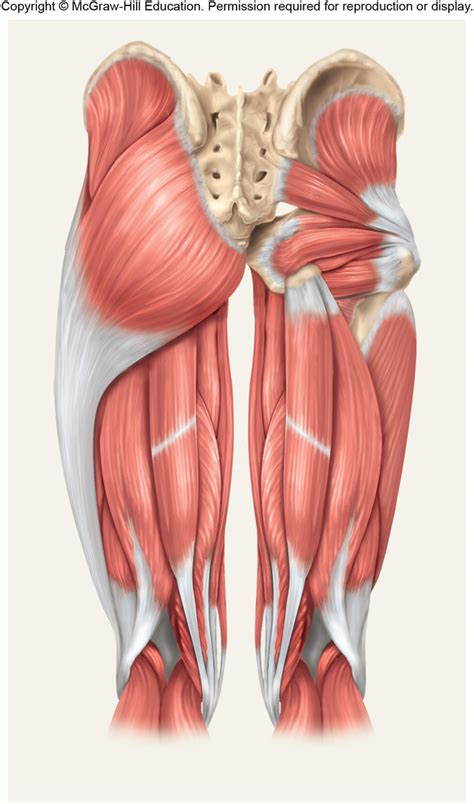 Nerves Leg Diagram Muscles Of The Posterior Thigh Ham Vrogue Co