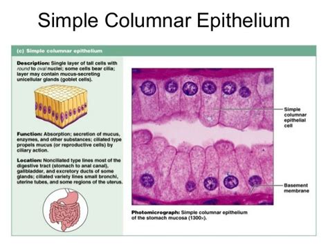 Simple Columnar Epithelium Labeled Diagram