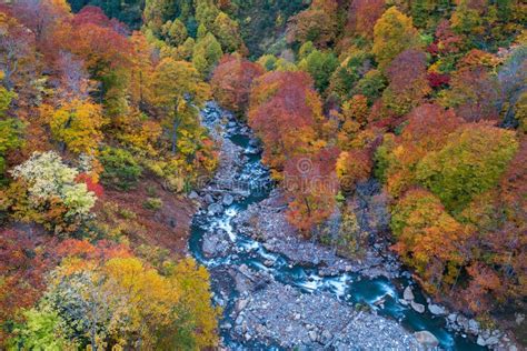 Aerial Autumn Forest River Japan Stock Photo Image Of High Outdoor