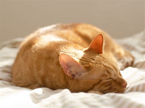 ぼくわちくわ Orange Tabby Cat Sleeping In The Sun Cat Feline Orangecat