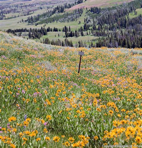 Wildflowers Grand Loop Road Yellowstone National Park Douglas Orton