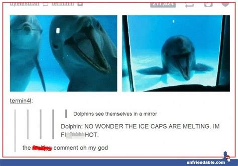 Best Funny Memes Dolphins Seeing Themselves In A Mirror