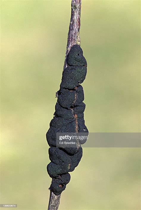Black Knot Fungus Dibotryon Morbosum On Black Cherry Branch Tumorlike