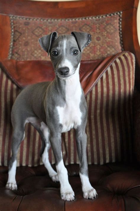 Pin By Richard F Skinner On Whippet Italian Greyhound Puppies