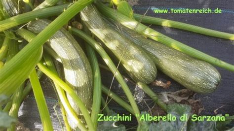 Alberello Di Sarzana Zucchinisaatgut Gemüse Tomaten Samen