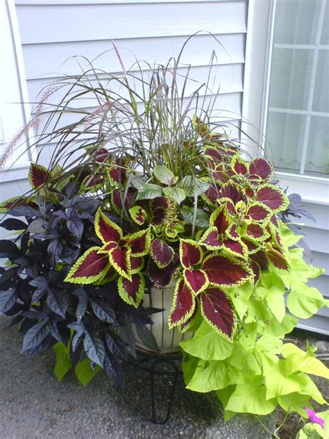 Mixed Foliage Container Featuring Ipomoeas And Coleus Container