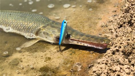 Gar Fishing With Lures Youtube