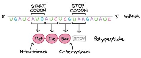 how to read the amino acids codon chart genetic code and mrna translation rs science