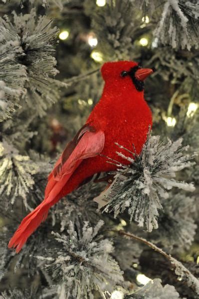 Flocking Red Bird Christmas Cardinals Red Birds Birds