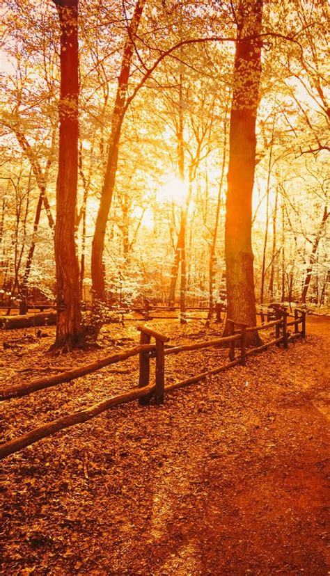 Autumn Forest Landscape At Sunset Or Sunrise Stock Image Image Of