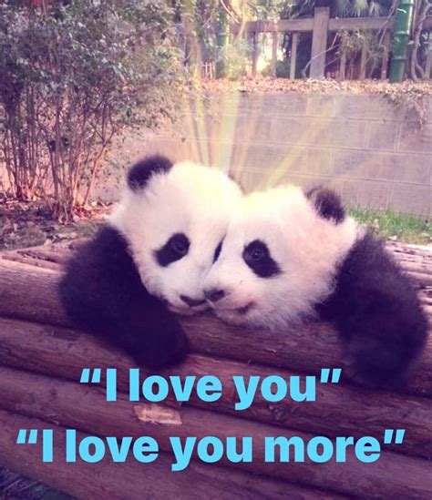 Pin By Jason Santi On Panda Panda Bear Love You More Panda