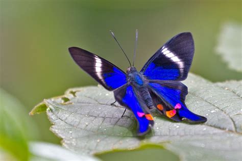 Periander Metalmark Rhetus Periander Beautiful Butterfly