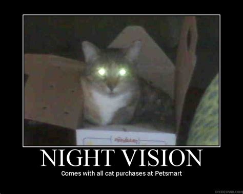 Maybe you would like to learn more about one of these? night vision cat - Picture | eBaum's World