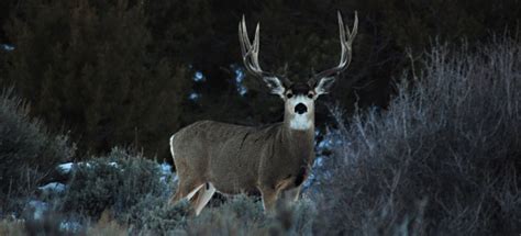 Sierra Trading Post Explores Camo Blaze Orange And Deer Vision Sierra