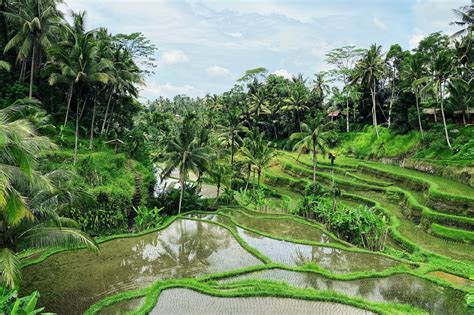 5 Best Things To Do In Ubud Bali Indonesia Diy Travel Guide To Ubud
