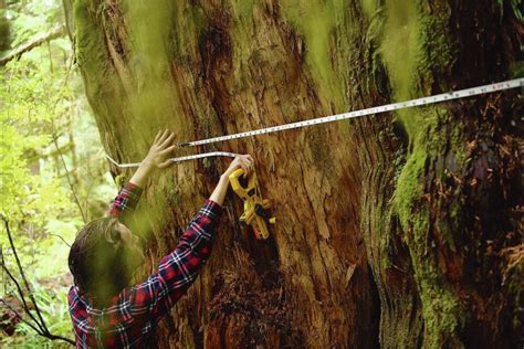 Massive Red Cedar Surrounded By Threatened Trees Victoria Times Colonist