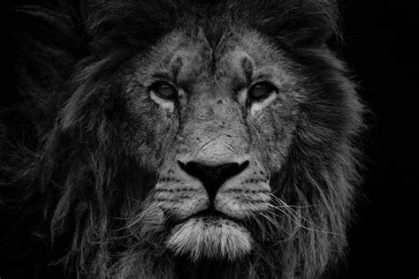 Lion Photograph Print Lion Head Black And White Office