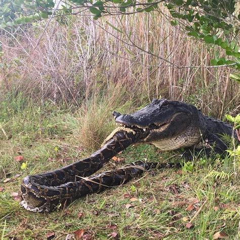 Alligator Feeding On Boa Constrictor Natureismetal
