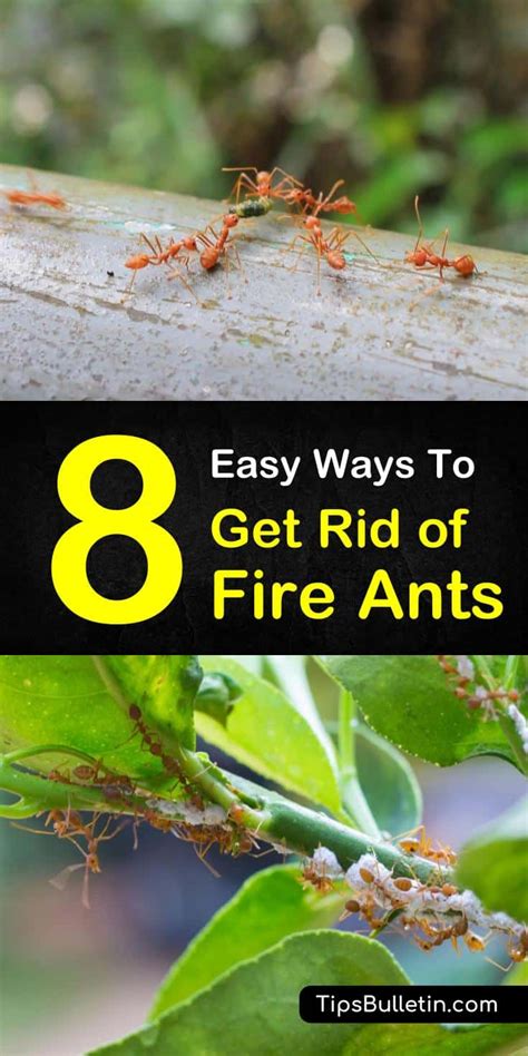 What is the best home remedy to kill ants. Fire Ants in Your Garden: 8 Easy Ways to Get Rid of Fire Ants