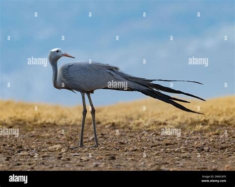 The Elegant Blue Crane Anthropoides Paradiseus Is The National Bird