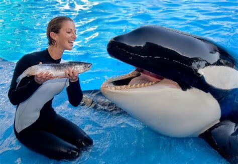 Seaworld Takes First Steps Toward Returning Trainers Into Water With