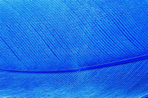 Blue Bird Feather Texture For Background Macro Stock Image Image Of