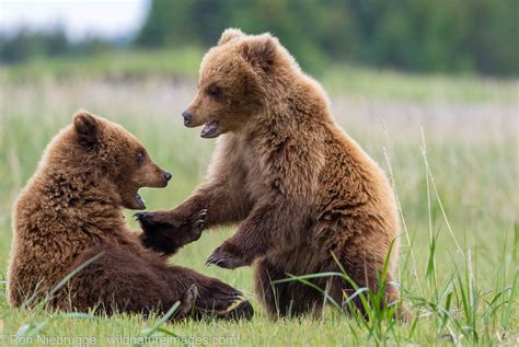Brown Bear Cubs Lake Clark National Park Alaska Photos By Ron