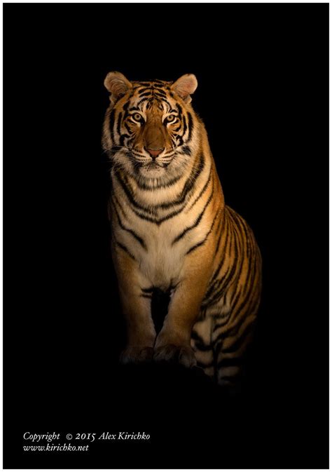 Image Of A Tiger At Night Peepsburghcom