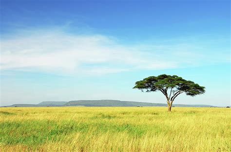 Lone Acacia Tree Serengeti National Photograph By Raisbeckfoto Pixels