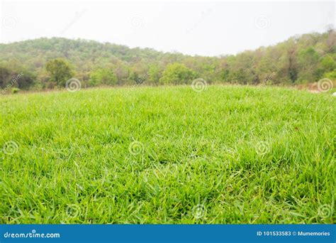 Mound Slope Green Grass Stock Image Image Of Blue Mountain 101533583