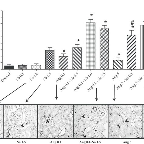 α Smooth Muscle Actin α Sma Immunostaining In The Renal Cortex Download Scientific