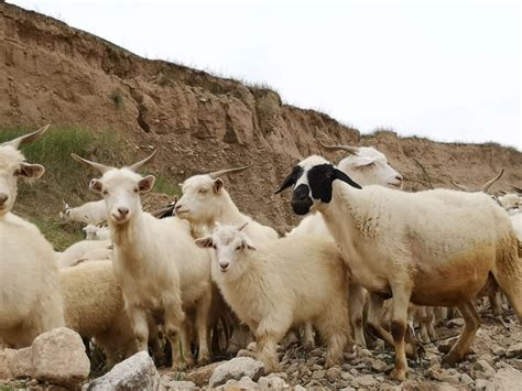 Cashmere Goat Origin History Characteristics And Types