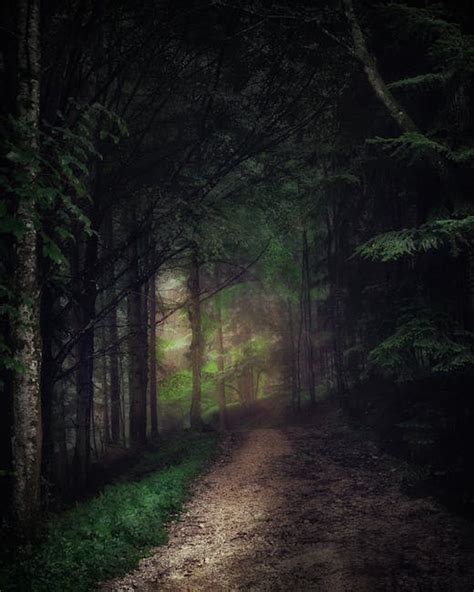 90000 Best Dark Forest Photos · 100 Free Download · Pexels Stock Photos