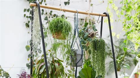 Best Indoor Hanging Plants 12 Trailing Houseplants For Statement Foliage
